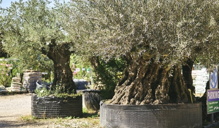 Ancient olive trees