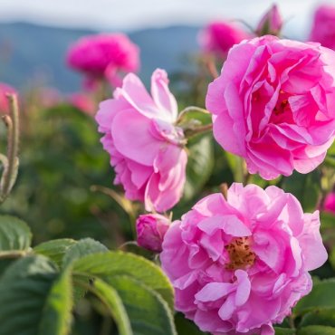 Damask rose young plants available