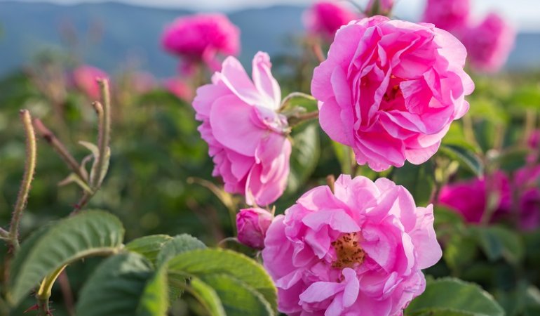 Damask rose young plants available