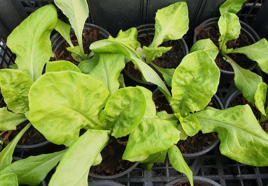 Vegetable seedlings