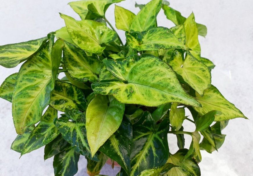 Streličasta loza - Syngonium podophyllum