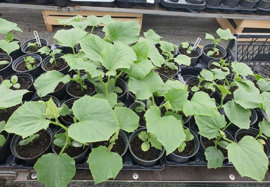 Vegetable seedlings