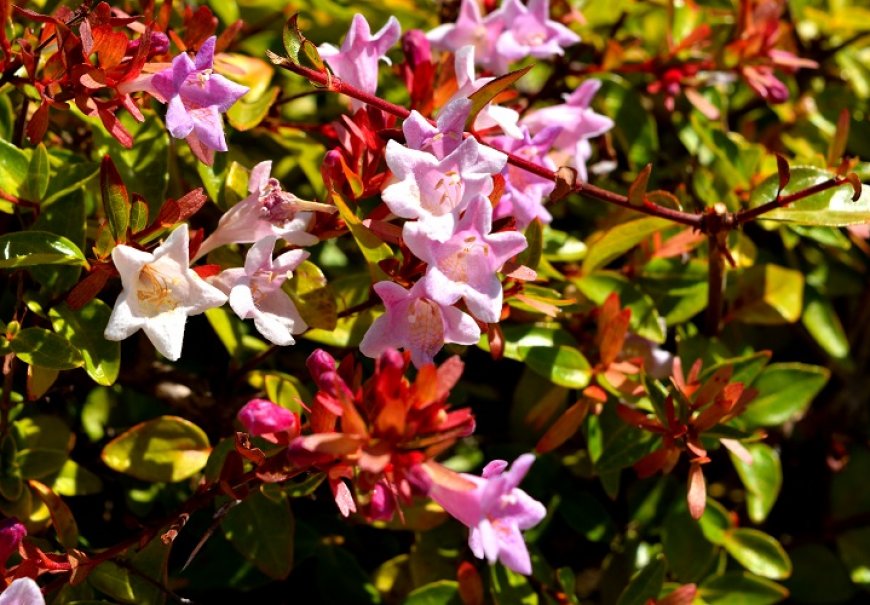 Edward Gaucher Abelia - Abelia 'Edvard Gaucher'