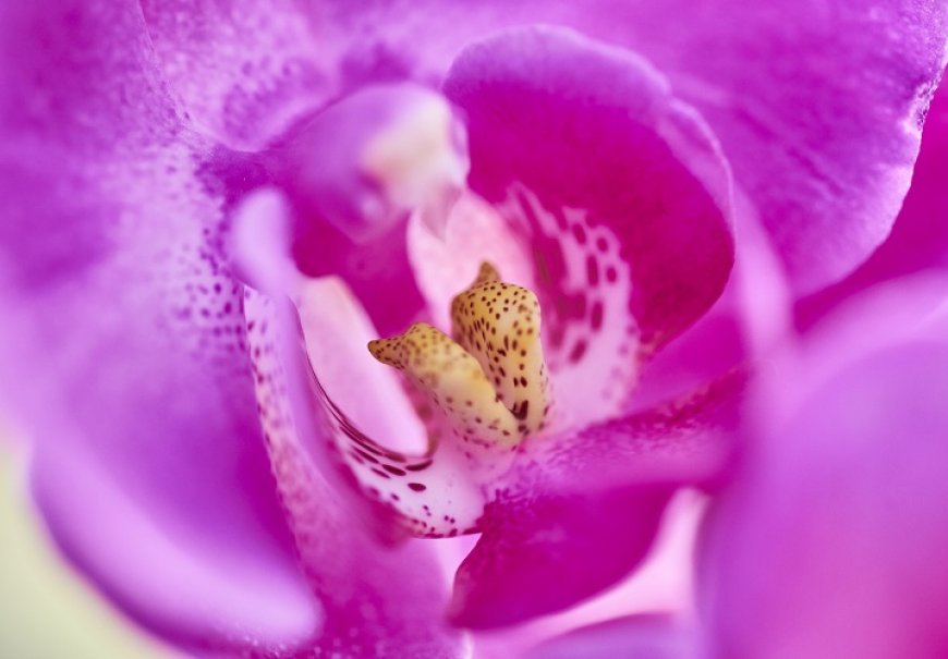 Moth orchid - Phalaenopsis