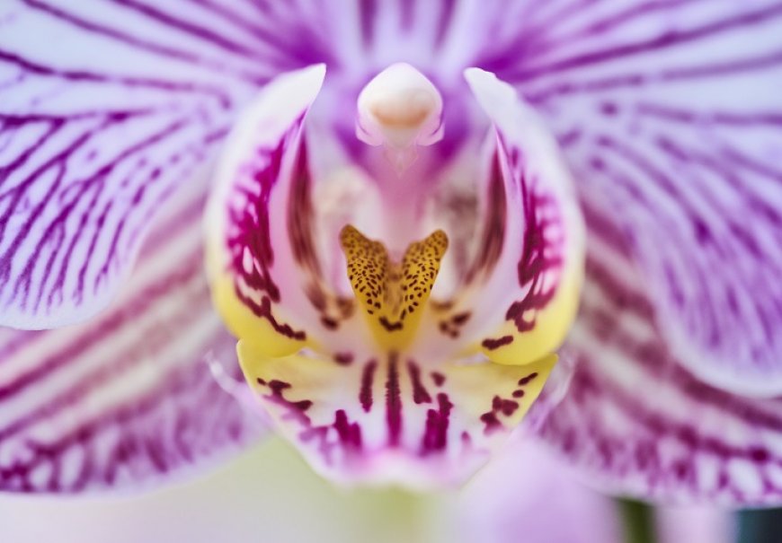 Moth orchid - Phalaenopsis