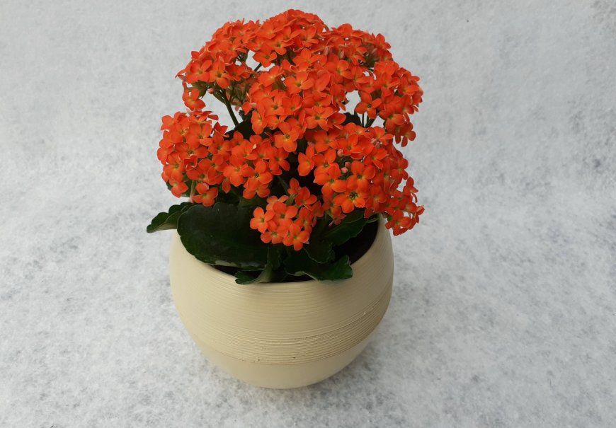 Flaming Katy - Kalanchoe blossfeldiana