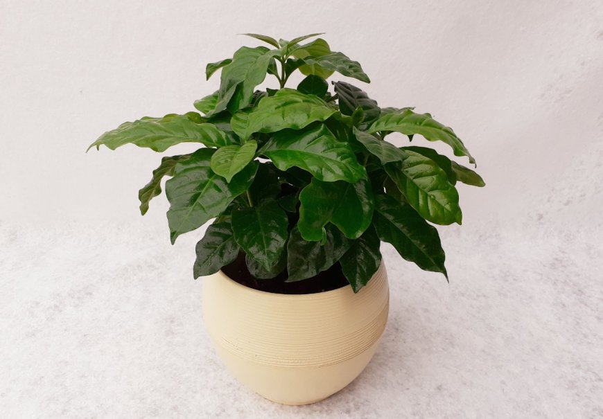 Coffee plant - Coffea arabica