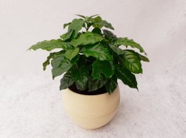 Coffee plant - Coffea arabica