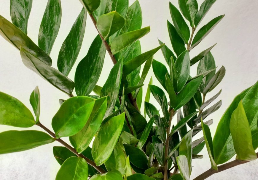  Zanzibar Gem - Zamioculcas zamiifolia