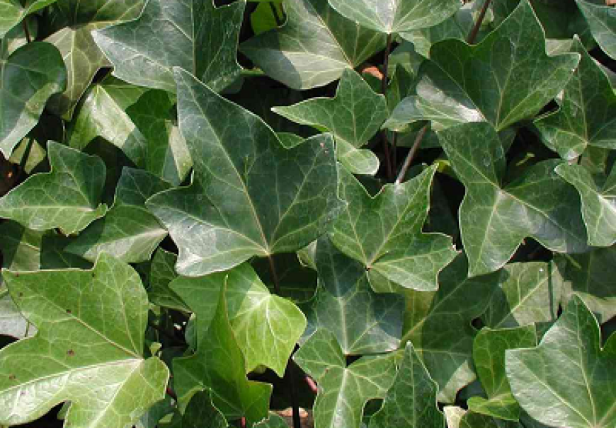 Algerian Ivy - Hedera canariensis