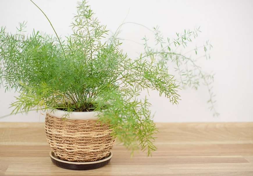 Ukrasna šparoga - Asparagus densiflorus