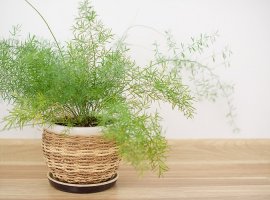 Ukrasna šparoga - Asparagus densiflorus