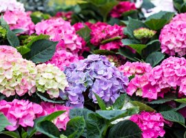 Hortensia - Hydrangea macrophylla 