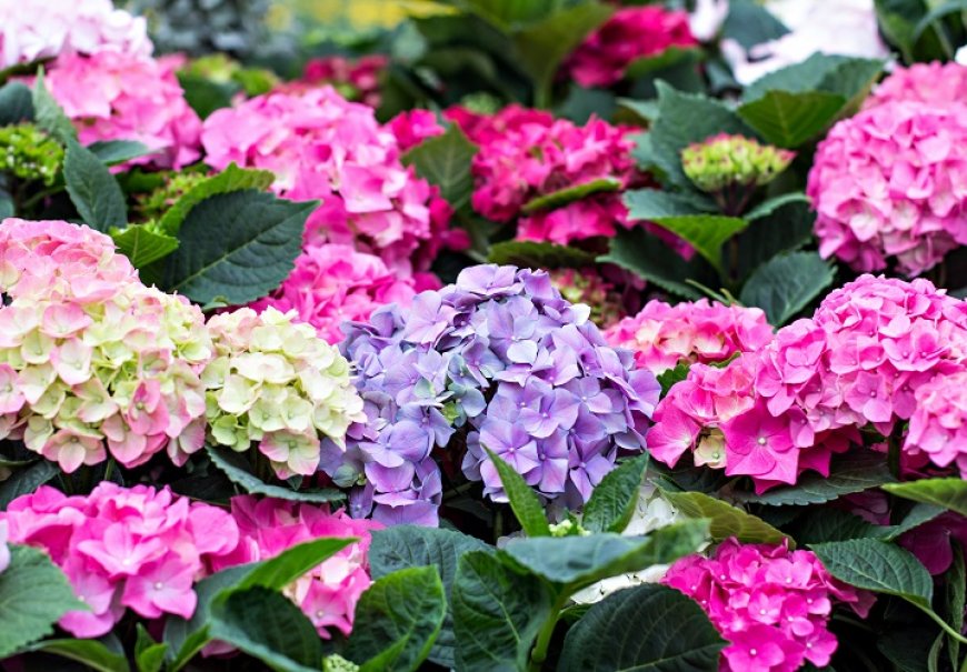 Hortensia - Hydrangea macrophylla 