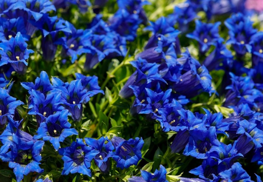 Encijan, sirištara polegnuta - Gentiana acualis