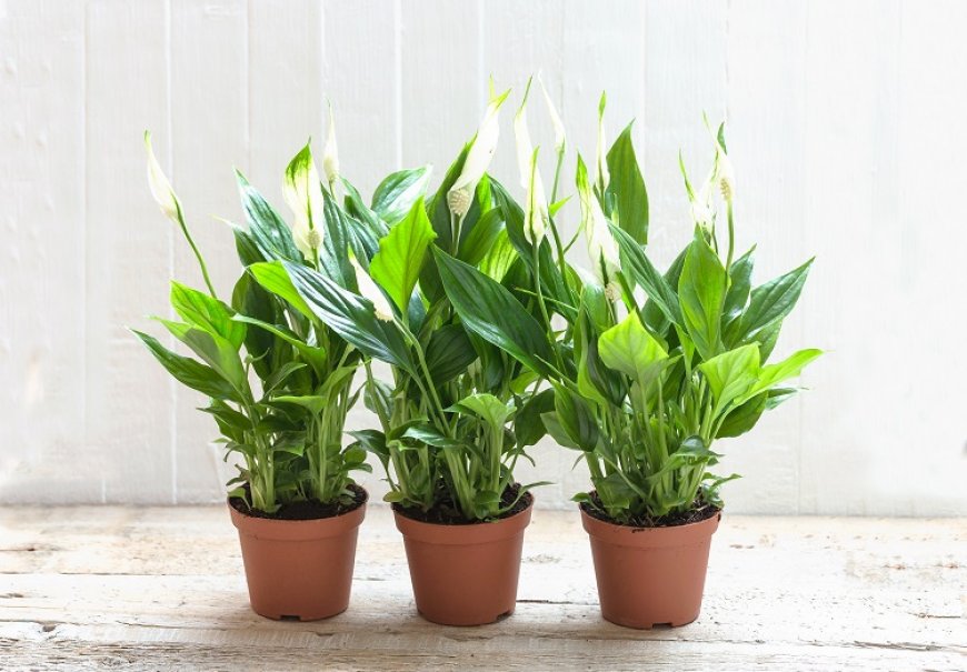Peace Lily - Spathiphyllum wallisii