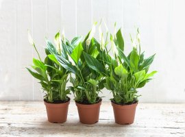 Peace Lily - Spathiphyllum wallisii