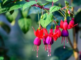 Fuchsia - Fuchsia hybrida
