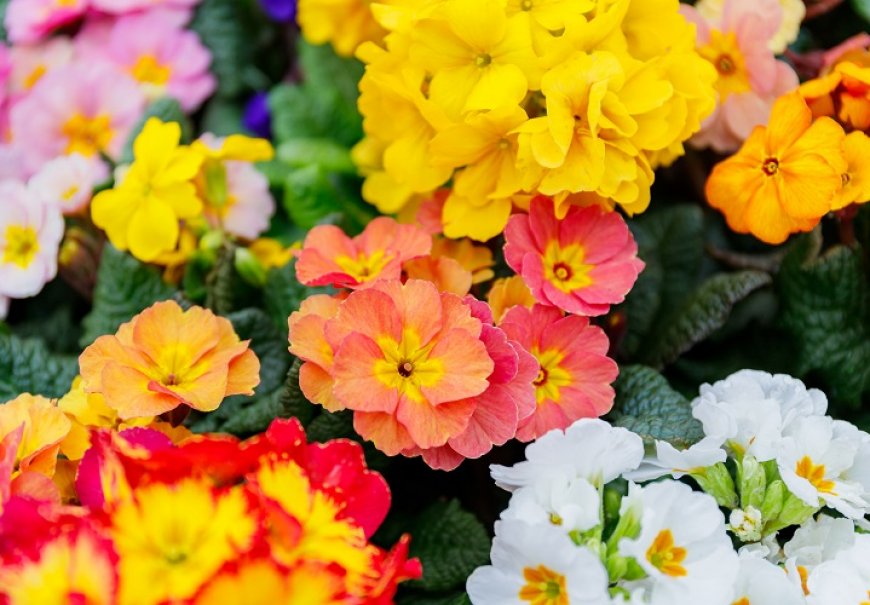 Primrose - Primula vulgaris