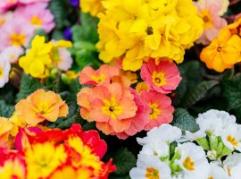 Primrose - Primula vulgaris