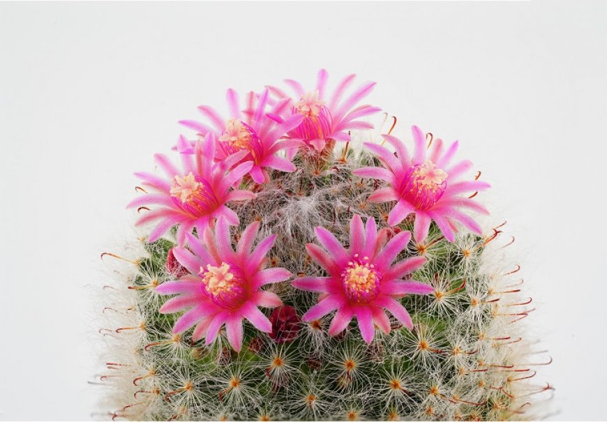 Rod Mammillaria - Mammillaria sp.