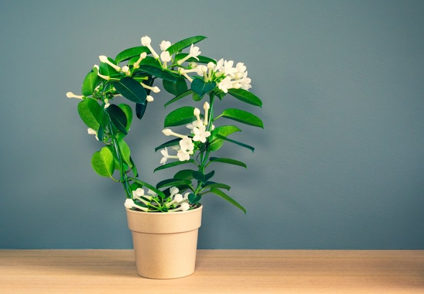 Madagascar Jasmine - Stephanotis floribunda