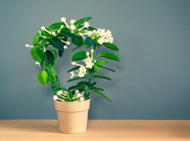 Madagascar Jasmine - Stephanotis floribunda