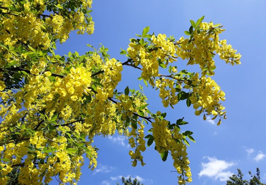 Voss’s Laburnum - Laburnum x watereri