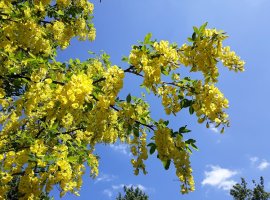 Voss’s Laburnum - Laburnum x watereri