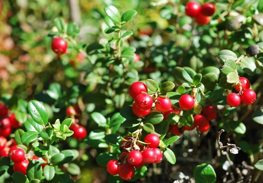 Cranberry - Vaccinum vitis-idaea