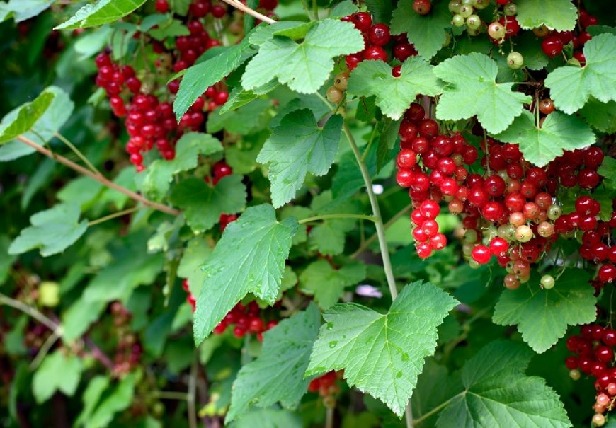 Red currant  - Ribes rubrum