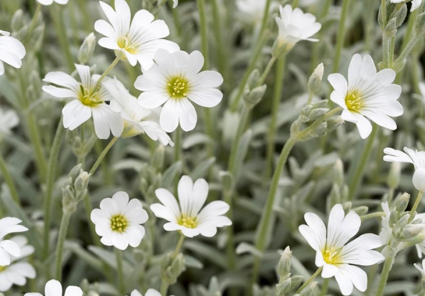 Snow-in-Summer - Cerastium tomentosum 