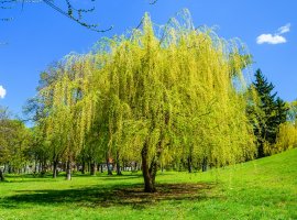 Babylon Willow - Salix babylonica