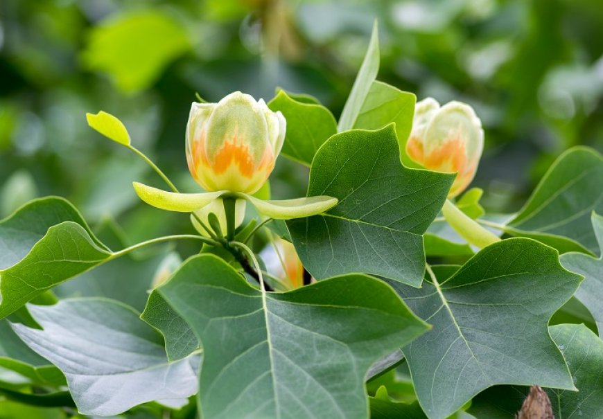 American Tulip Tree - Liriodendron tulipifera 