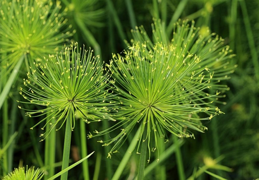 Paper Reed - Cyperus papyrus