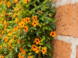 Black-eyed Susan vine - Thunbergia alata