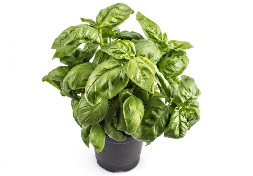 Sweet Basil - Ocimum basilicum