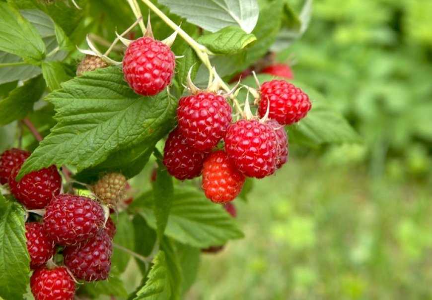 Malina - Rubus idaeus