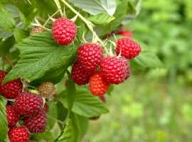 Raspberry - Rubus idaeus