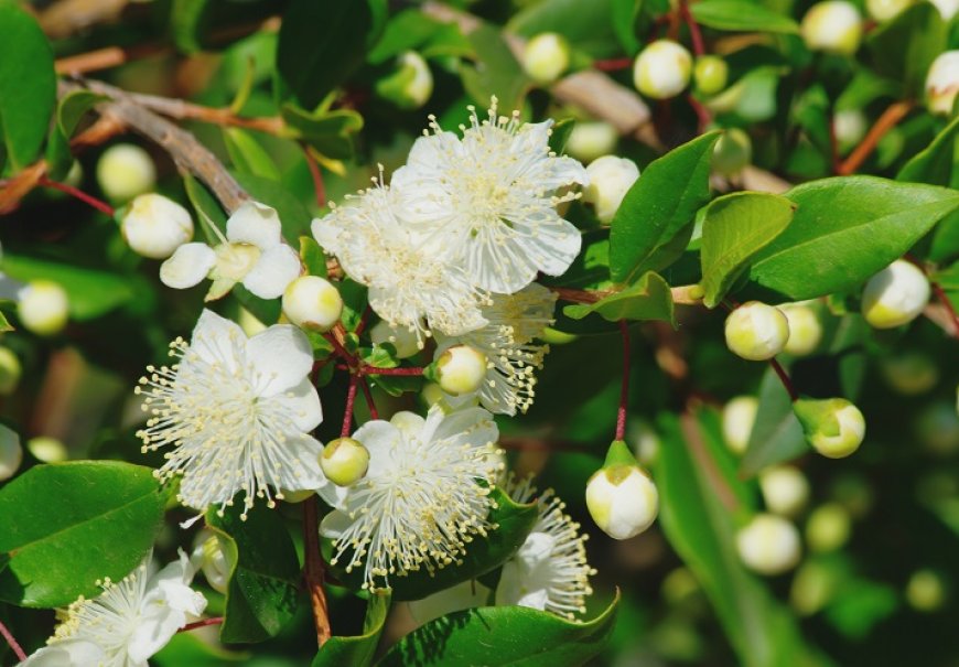 Myrtle - Myrtus communis