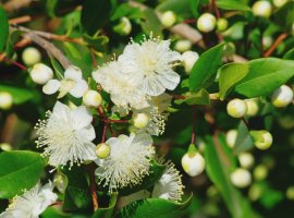 Myrtle - Myrtus communis