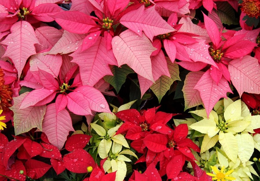 Poinsettia - Euphorbia pulcherrima