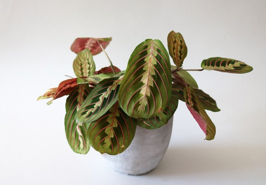 Prayer Plant - Maranta leuconeura