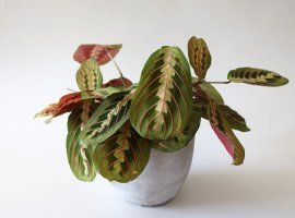 Prayer Plant - Maranta leuconeura