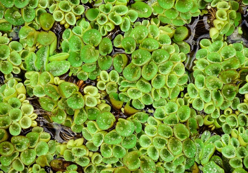Floating Watermoss - Salvinia nantans