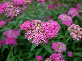 Anthony Waterer Spirea - Spiraea x bumalda 'Anthony Waterer'