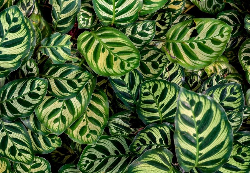 Peacock Plant - Calathea makoyana