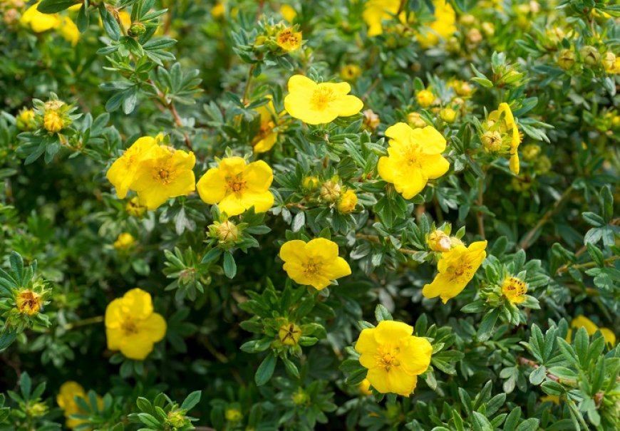 Shrubby Cinquefoil - Potentilla fruticosa
