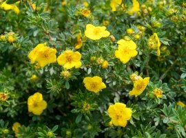 Shrubby Cinquefoil - Potentilla fruticosa