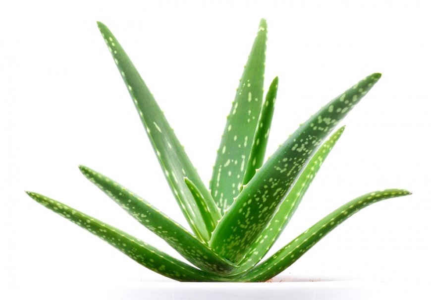 Medicinal Aloe - Aloe vera